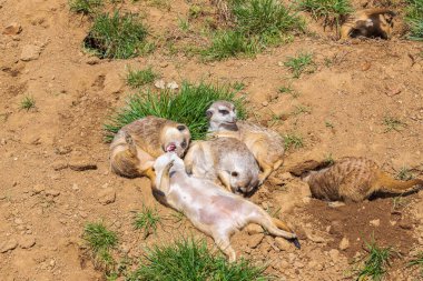 Doğal bir çevrede küçük vahşi bir mirket hayvanı..