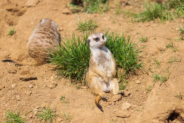 Small Wild Meerkat Animal Natural Enclosure — Stock Photo, Image