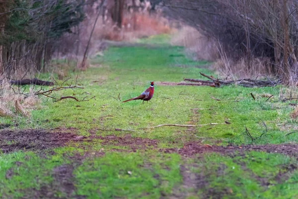 Colorato Uccello Pernice Erge Sentiero Forestale Sono Alberi Intorno — Foto Stock