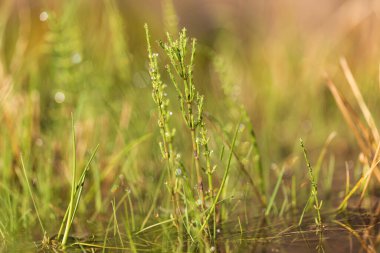 Yeşil bir tarlada yeşil at kuyruğu Yapraklarında sabah çiği damlaları.