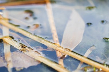 Sudaki kuru otların üzerinde sürünen küçük bir örümcek..