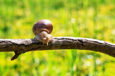 Helix Pomatia bir dala tırmanır. Fotoğrafta güzel bir bokeh var..
