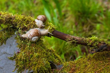 Helix Pomatia bir dala tırmanır. Fotoğrafta güzel bir bokeh var..