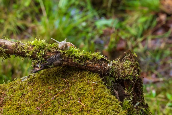 Garden Snail Helix Pomatia Climbs Branch Photo Has Nice Bokeh — Stock Photo, Image