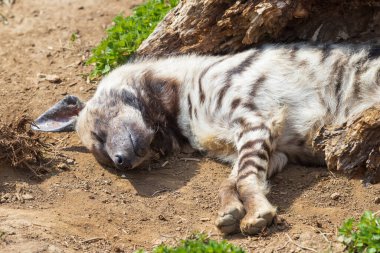 Brindle sırtlanı bir çayırda yatıyor. Etrafında çimenler var..