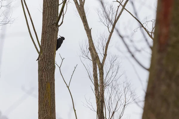 Pájaro Negro Grande Pájaro Carpintero Tronco Árbol Bosque — Foto de Stock