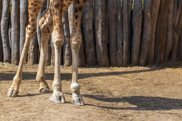 キリンの足のクローズアップ 4本の足とひづめが見える — ストック写真