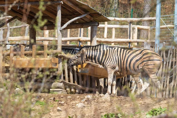 Siyah Beyaz Bir Zebra Çiftlikte Bir Besleyicinin Yanında Duruyor — Stok fotoğraf