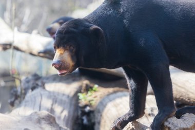 Küçük Kara Malezya Ayısı - Ormandaki kayalarda Helarctos Malayanus.