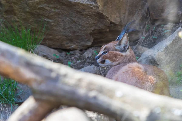 Het Grote Katachtige Beest Karakal Caracal Ligt Tussen Bomen — Stockfoto