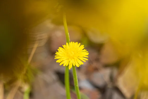 Gele Paardebloem Taraxacum Officinale Bloei — Stockfoto