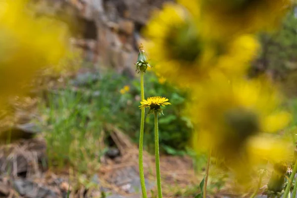 Pissenlit Jaune Taraxacum Officinale Fleur — Photo