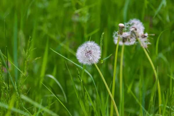Pissenlit Fleuri Avec Peluche Blanche Sur Une Prairie Dans Herbe — Photo