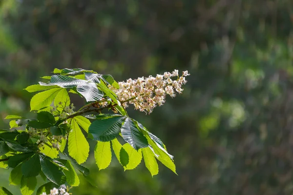 Біла Квітка Каштана Серед Зеленого Листя Задньому Плані Зелений Ліс — стокове фото