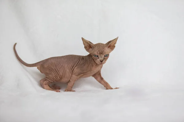 Little Kitten Sphynx Felis Catus Hairless Cat Kitten White Background — Stock Photo, Image