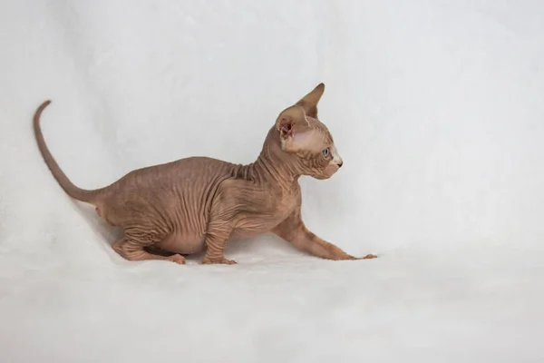 Little Kitten Sphynx Felis Catus Hairless Cat Kitten White Background — Stock Photo, Image