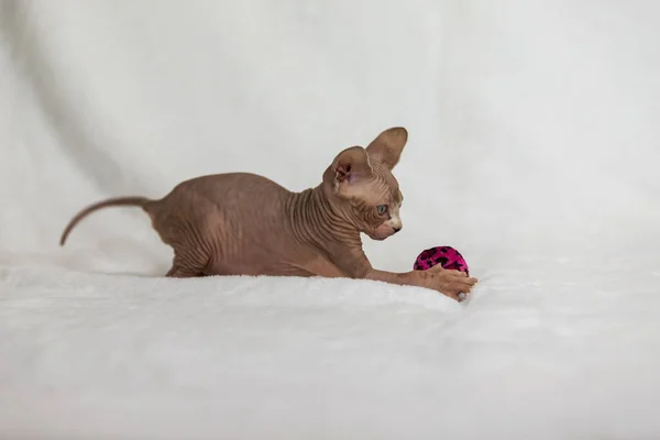 Little Kitten Sphynx Felis Catus Hairless Cat Kitten White Background — Stock Photo, Image