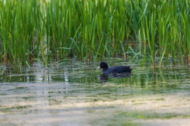 Siyah Coot - Fulica atra bir sazlığa yakın bir göletin yüzeyinde yüzer..