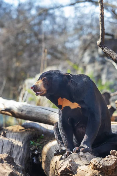 Oso Malayo Helarctos Malayanus Especie Más Pequeña Oso Negro Una — Foto de Stock