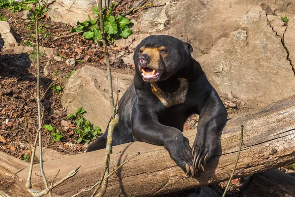 Oso Malayo Helarctos Malayanus Especie Más Pequeña Oso Negro Una — Foto de Stock