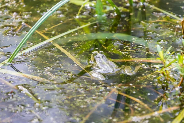 一只绿色的蛤蟆青蛙躺在池塘的水面上 青蛙四周长满了绿色的小草 — 图库照片