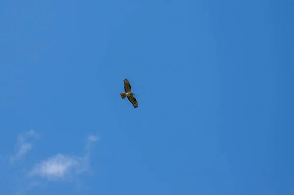 Oiseau Sauvage Proie Aux Ailes Déployées Dans Ciel Bleu — Photo