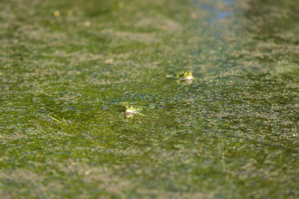 Green Toad Frog Lies Surface Pond Frog Green Flakes Grass — Stock Photo, Image