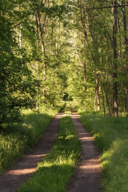 Yeşil ağaçlar arasındaki orman yolu güneş tarafından aydınlatılır..