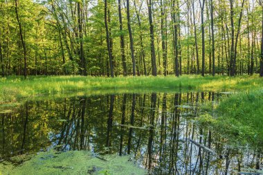 Ormanın kenarında küçük bir gölet.