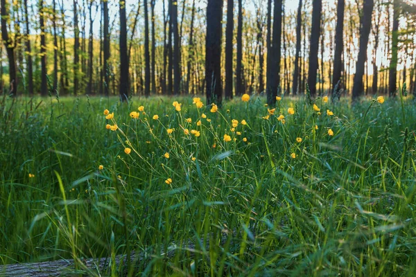 Die Blume Auf Der Ranunkelwiese Hat Eine Gelbe Blume Wächst — Stockfoto