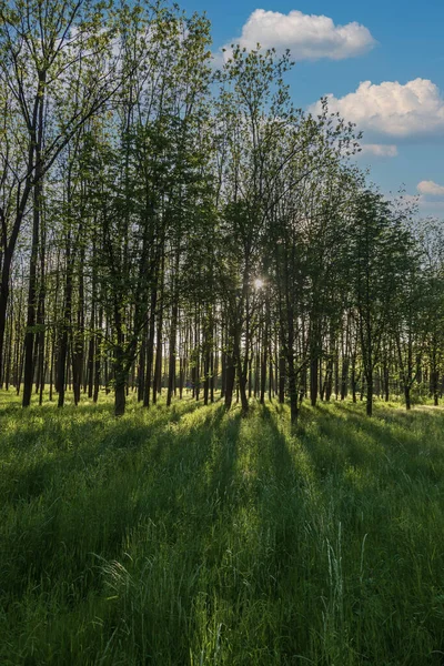 Ліс Високими Деревами Серед Дерев Зелена Трава Сонце Світить Крізь — стокове фото