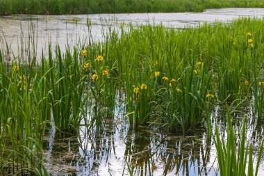 Yeşil yapraklı sarı iris çiçeği. Fotoğraf tekniğiyle arkaplan bulanıklaşıyor..