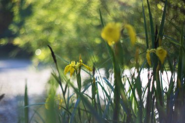 Yeşil yapraklı sarı iris çiçeği. Fotoğraf tekniğiyle arkaplan bulanıklaşıyor..