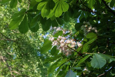 Kestane ağacının beyaz çiçekleri ve yeşil yaprakları.
