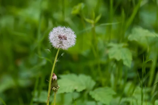 Yeşil Bir Arka Planda Tomurcukla Çiçek Açan Karahindiba — Stok fotoğraf