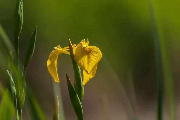 Gelbe Irisblüte Mit Grünen Blättern Der Hintergrund Wird Durch Fotografische — Stockfoto