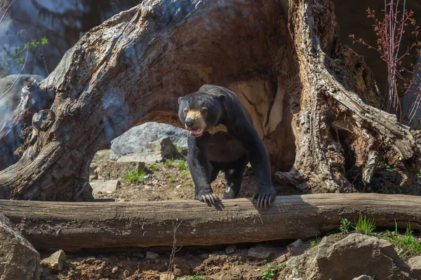 Ursul Malayan Helarctos Malayanus Cea Mai Mică Specie Urs Este — Fotografie, imagine de stoc