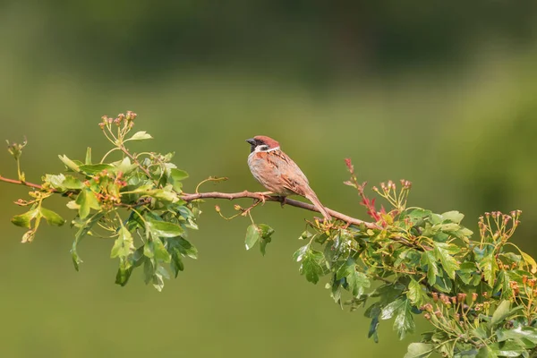 緑の茂みの枝に座っている小さな鳥のスズメ — ストック写真