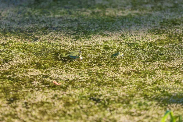 Een Groene Kikker Ligt Het Oppervlak Van Een Vijver Rondom — Stockfoto