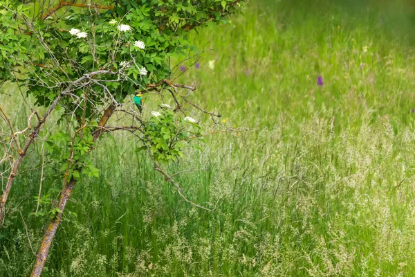 Прекрасний Барвистий Європейський Бджолоїдок Сидить Зеленому Кущі Гілці — стокове фото
