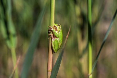 Hyla arborea - Sapında yeşil ağaç kurbağası. Arka plan yeşil. Fotoğrafta güzel bir bokeh var..