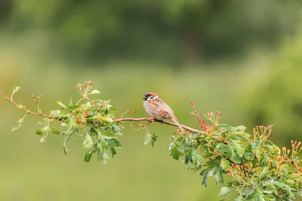 Pequeno Pardal Pássaro Sentado Ramo Arbusto Verde — Fotografia de Stock