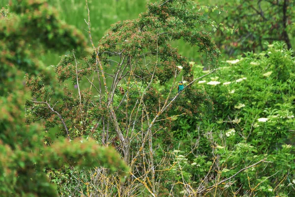 Bela Ave Colorida Comedor Abelhas Europeu Sentado Arbusto Verde Ramo — Fotografia de Stock