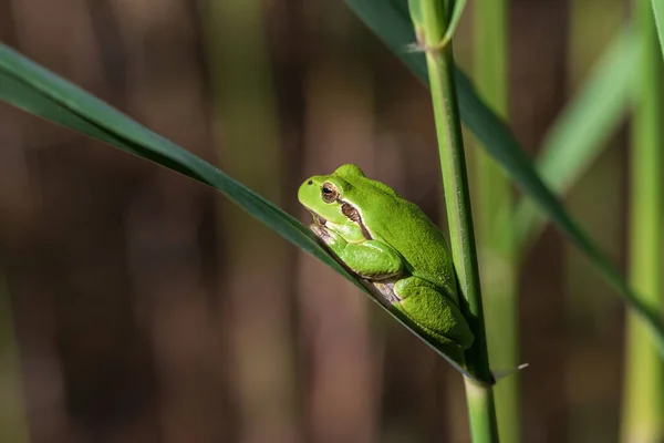 나무의 개구리 줄기에 배경은 녹색이다 찍었어 — 스톡 사진