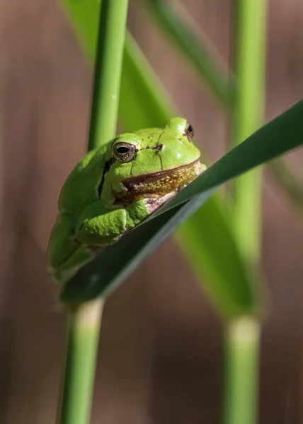 Hyla Arborea Πράσινος Βάτραχος Μίσχο Φόντο Είναι Πράσινο Φωτογραφία Έχει — Φωτογραφία Αρχείου