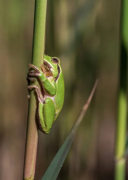 Hyla Arborea Rana Verde Sobre Tallo Fondo Verde Foto Tiene — Foto de Stock