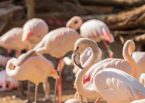Vadon Élő Flamingó Madár Egy Csoportban Víz Mellett — Stock Fotó