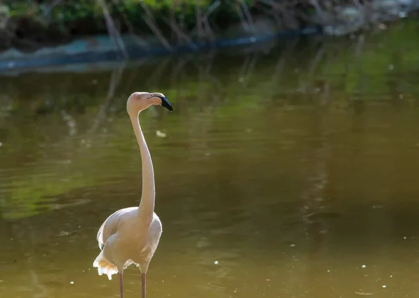 Wilder Flamingo Vogel Einer Gruppe Wasser — Stockfoto