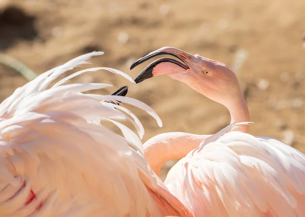 Vadon Élő Flamingó Madár Egy Csoportban Víz Mellett — Stock Fotó