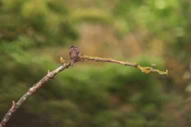 Yeşil bir çalılığın dalında oturan küçük kuş serçesi..